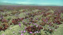 Spectaculaires images du désert de l'Atacama fleuri