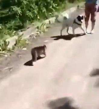 С такой кошкой ничего не страшно!!! With such a cat afraid of nothing !