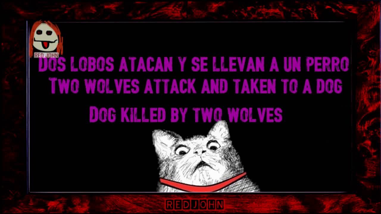 Wolves attacking a dog,  Lobos atacan a un perro