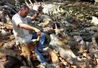 500 Iguanas Swarm Man for Food