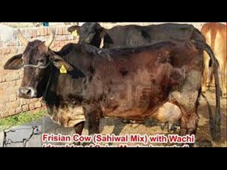 Walayti aur doghli gai dilchasp swal Dr.Ashraf Sahibzada