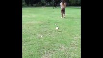 Imran khan Playing Cricket with reham khan Footage