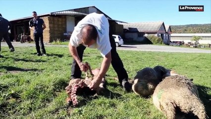 Deux attaques de loup cette nuit à Digne