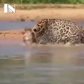 Tiger Capture the Crocodile,,,Amazing see this