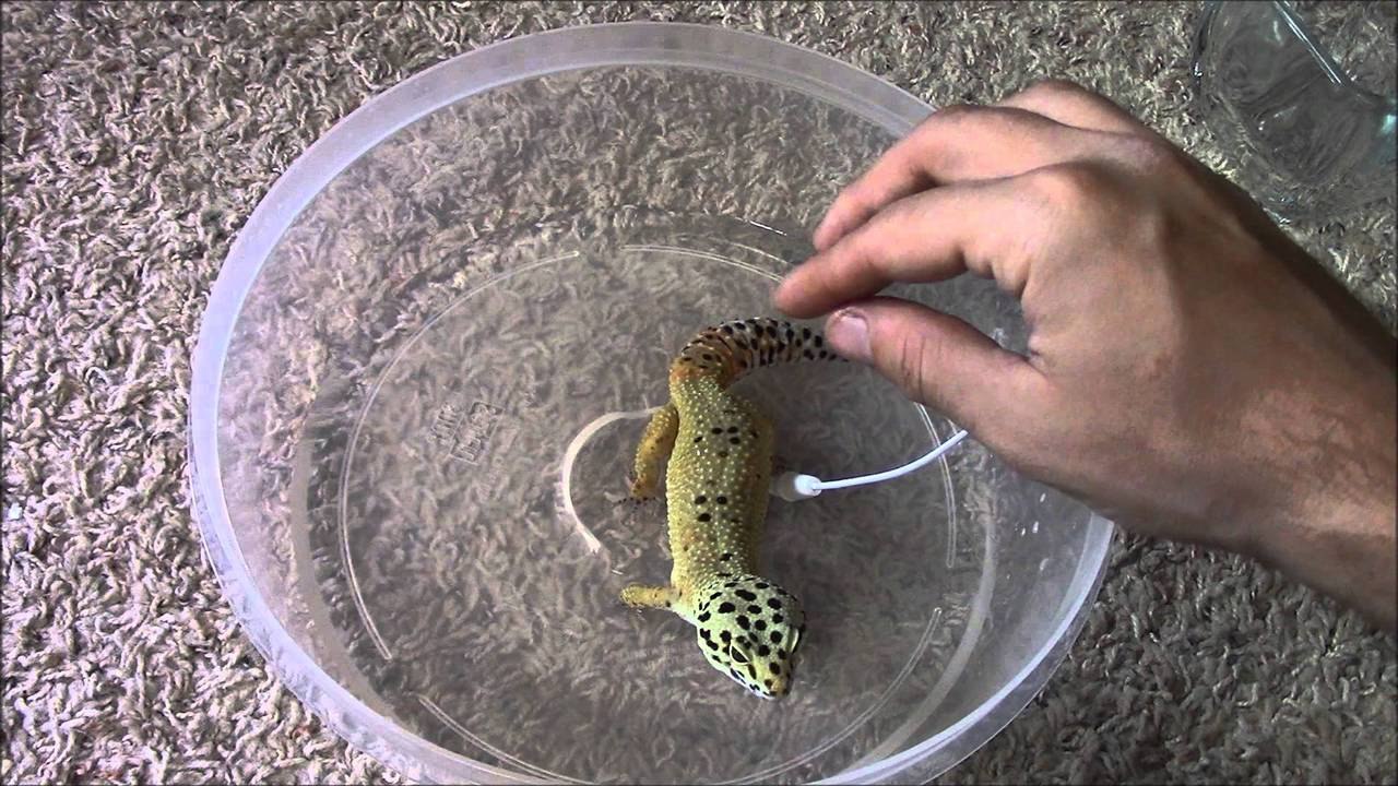 1st Time Giving My Leopard Gecko a Bath