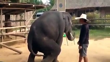 Funny Elephant Dance