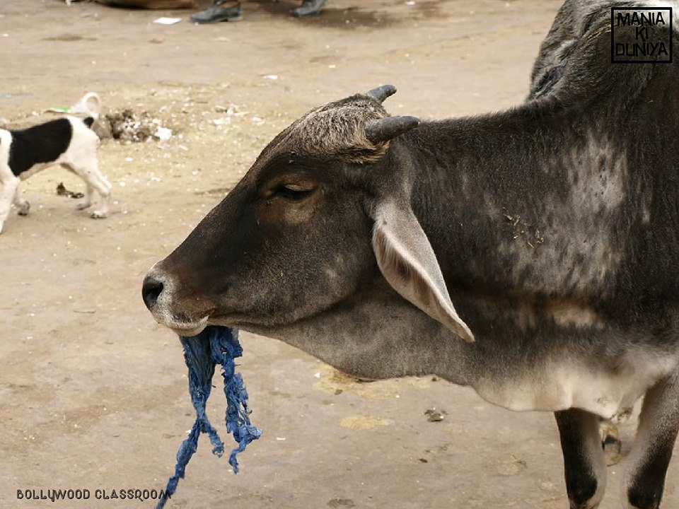 DON'T KILL A COW #SANPASSAYS