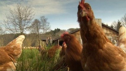Vom HUHN zum BIO-EI [DOKUMENTATION] [HD] [REPORTAGE] 2015