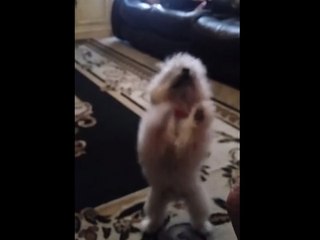 Excited dog breaks into happy dance for food