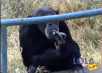 The Smoking Chimpanzee