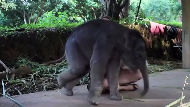 Mira cómo este elefante recién nacido demuestra el amor que le tiene a su cuidadora