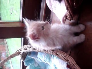 les chats du grand meaulnes