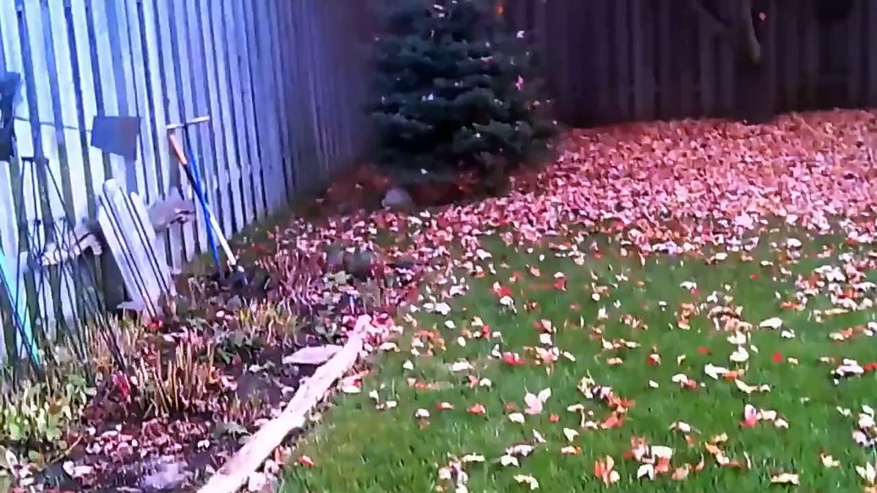 REAL CANADIAN MAPLE LEAFS