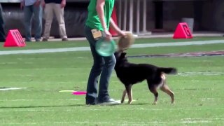 Саманта Валле (Samantha Valle) с собакой и их фризби фристайл в перерыве матча