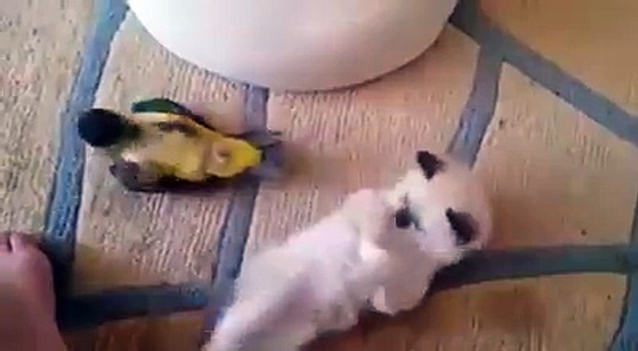 Cat is playing with Parrot
