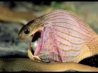 Snake eating egg - Todavia no podemos entender como esto es posible