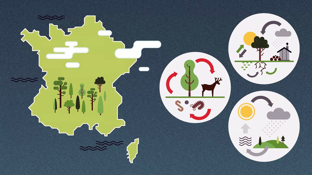 Tout le cycle de la filière bois