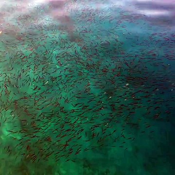 Phoenix Beach Restaurant Marmaris SEA