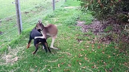 dog and kangaroo friends video