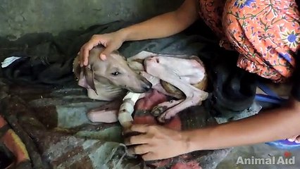 Transformation of street dog too sick to eat