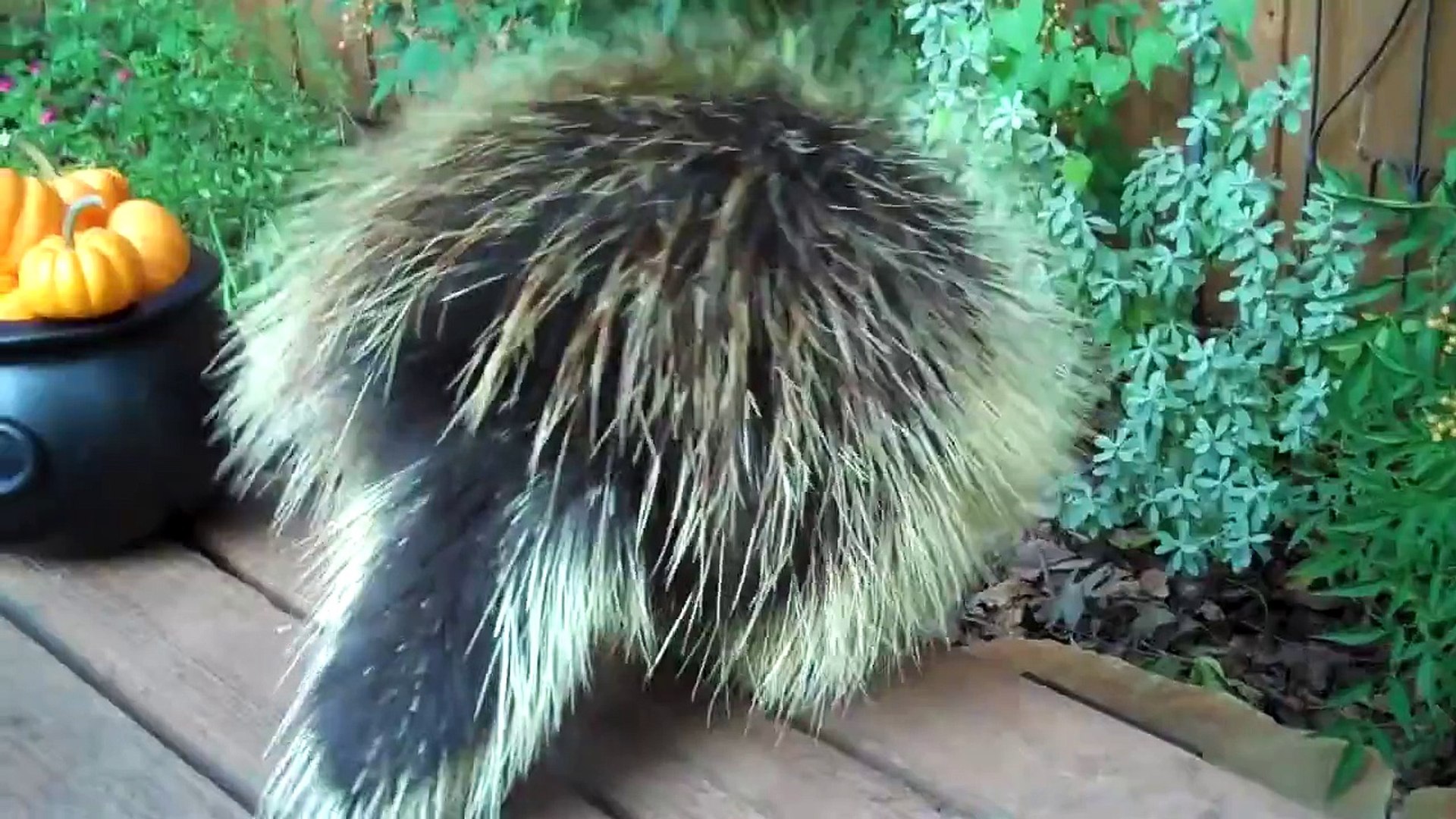 What This Porcupine Does When He Eats His Favorite Fall Snack Is Too Much For Words!