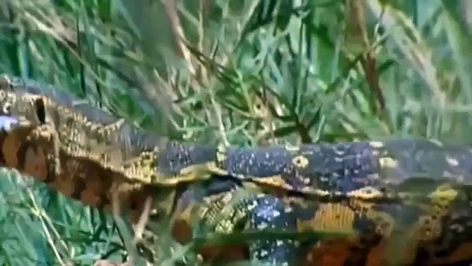 ⁣Animals Documentary: THE POWER OF CROCODILES - Amazing Attacks!