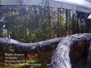 Cat Feeds Baby Birds, But Is It Real ?