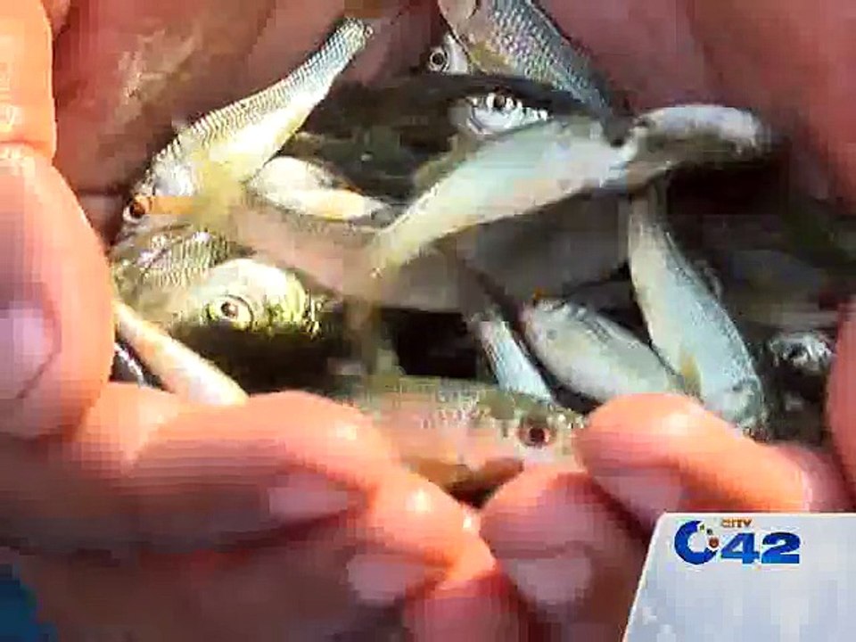 Fish farm at Manawa