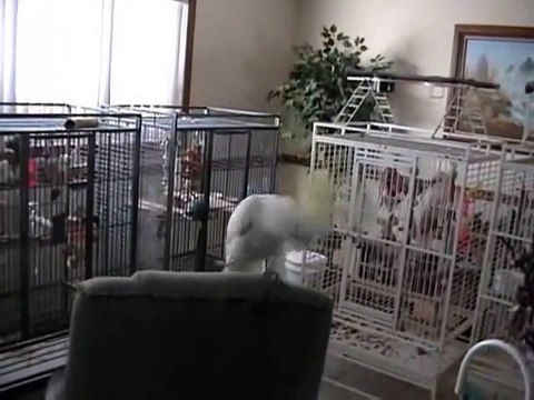 Snowball (TM) - Another One Bites The Dust