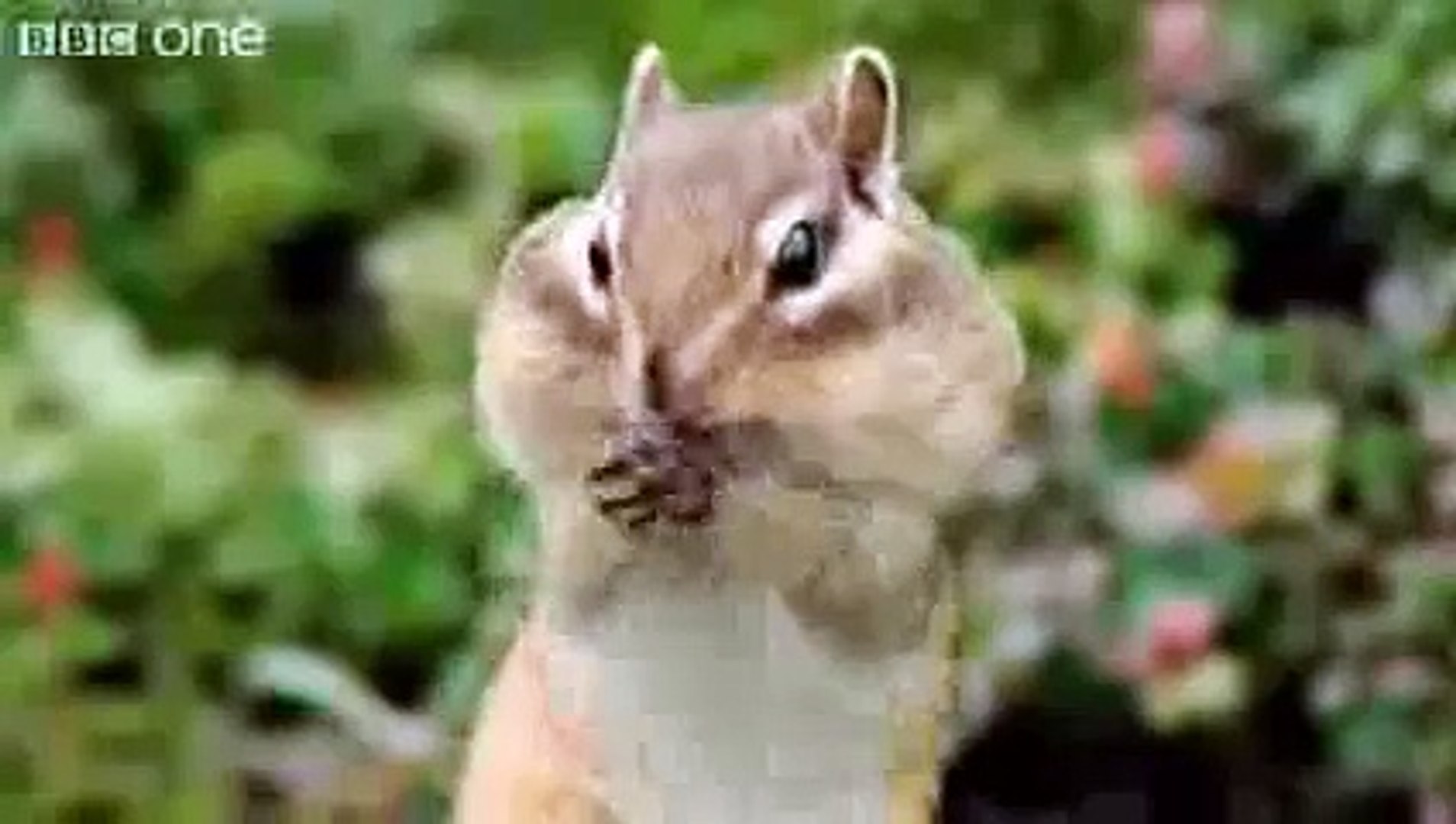 Funny Talking Animals - Walk On The Wild Side - Episode Four Preview - BBC  One - YouTube - video Dailymotion