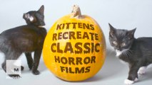 Your favorite horror movies remade with kittens is shockingly cute