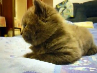 Funny Cat Videos 2015 -  Animal Videos 2014 Cute Kitten Suddendly Falls Asleep   Funny Videos