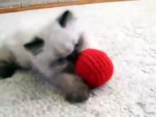 Funny Cat Videos 2015 -Animal Videos 2014 Funny Playful Kitten !   Funny Videos