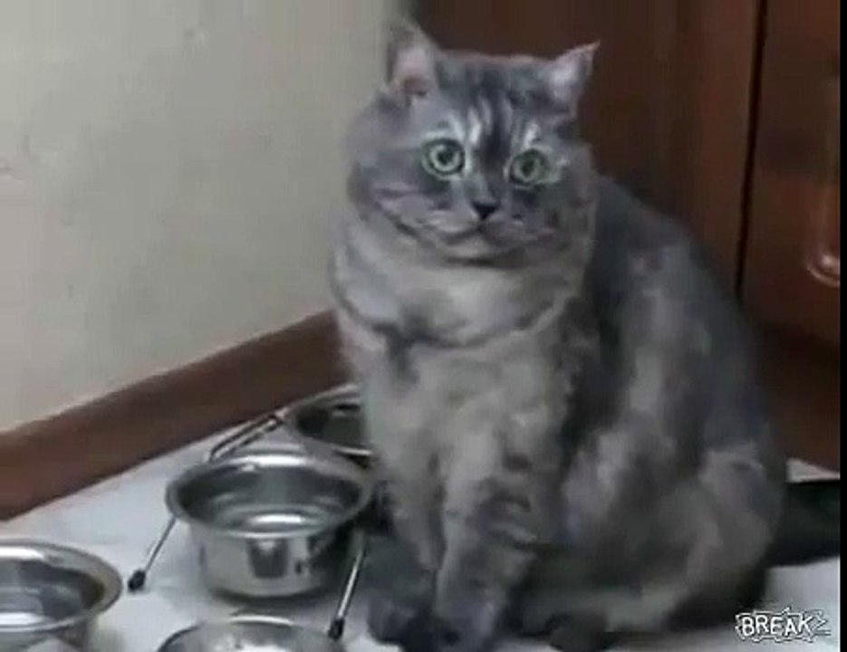New Funny, Animal Videos 2015 Plus Sized Cat Isn t Happy About Being On A Diet   Funny Videos