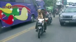 Best Of Funny Dogs Riding On Motorcycles Compilation