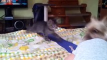 Funny Cat - Funny Cats Compilation 2015 - Funny Cats Videos - Top Funny Cats Videos 2015