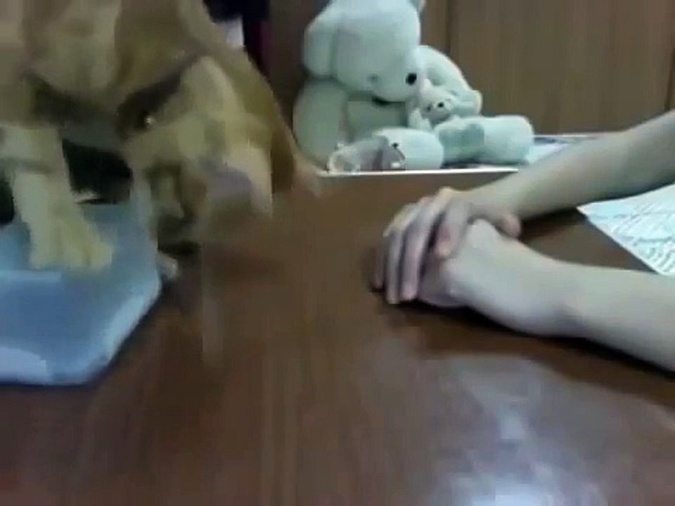 Вот это мозг у кота! Офигеть просто