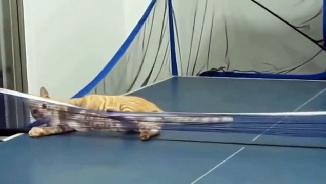 Кот играет в Пинг Понг