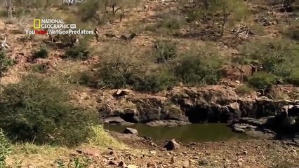 Incredible Strategy of Lions - National Geographic Documentary
