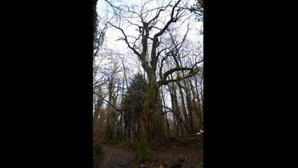 Anteprima L'albero stregato Notturna Orino Varese