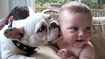 Babies Laughing Hysterically at Dogs Compilation 2015 [NEW HD]