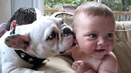 Babies Laughing Hysterically at Dogs Compilation 2015 [NEW HD]