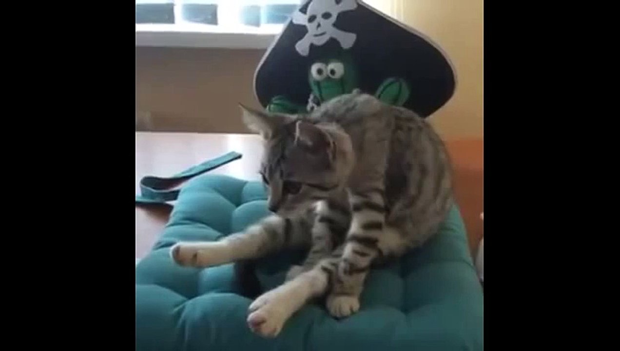 the funny animals video 2015