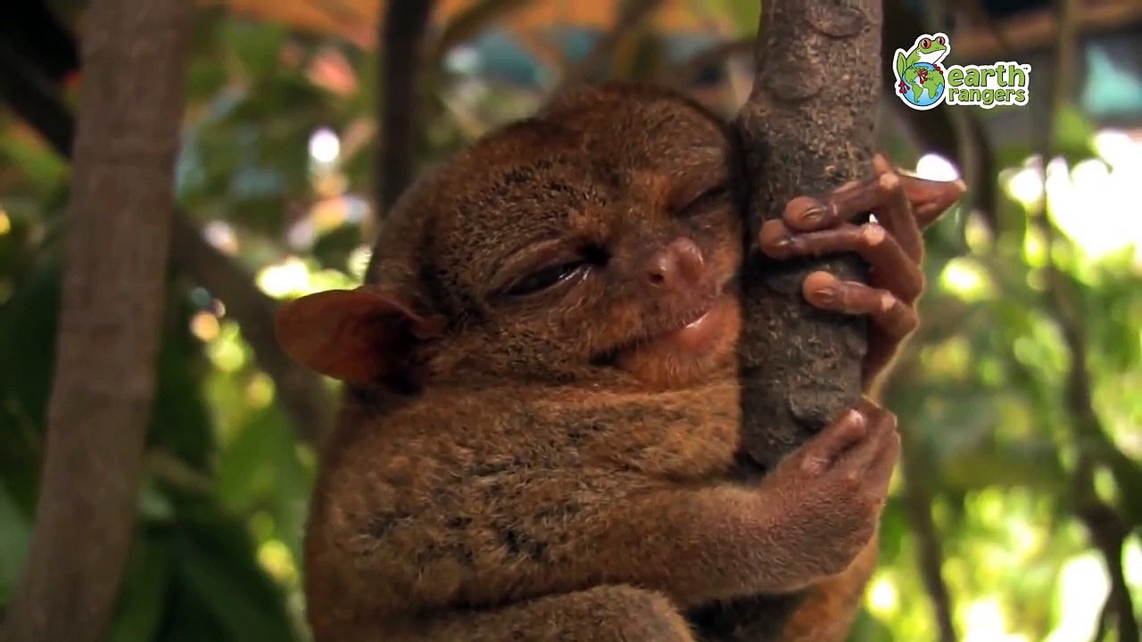 Youtube Funny Animal Videos - Funny Talking Animals by Earth Ranger - Funny Videos of Animals(1)