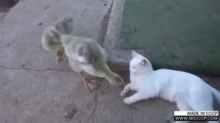 funny clip Cat and Duck hahahahahahahahah