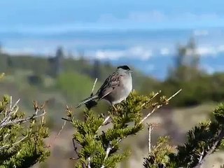 Golden-crowned Sparrow song