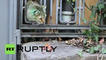 Bulgaria: Mystery GREEN CAT is alive! BUT far less green!