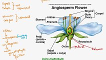 FSc Biology Book1, CH 9, LEC 15; Class Angiospermae and Life Cycle of Angiospermic Plant