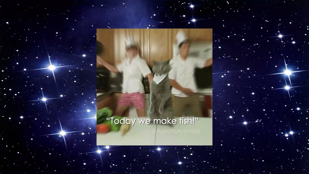 Aaron's Animals Cat Cooking Show