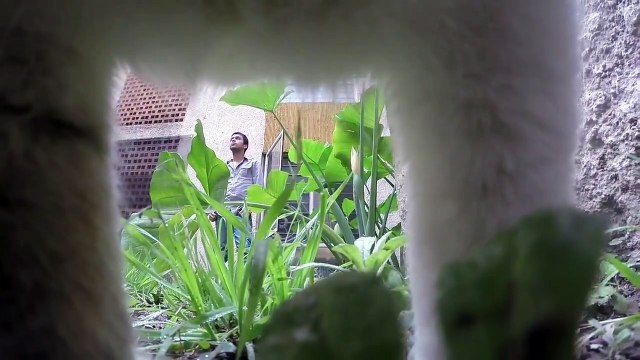 Lazy Cat Madano with a GoPro eating grass and rolling around his buddies.